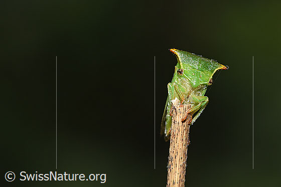 Photo: Stictocephala bisonia. View from the front.