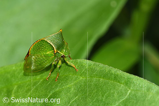 Photo: Stictocephala bisonia. View from the front top side.