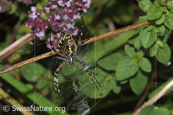 Foto: Wespenspinne  (Argiope bruennichi). Ansicht von unten.