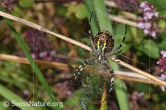 Foto: Wespenspinne  (Argiope bruennichi). Ansicht von unten.