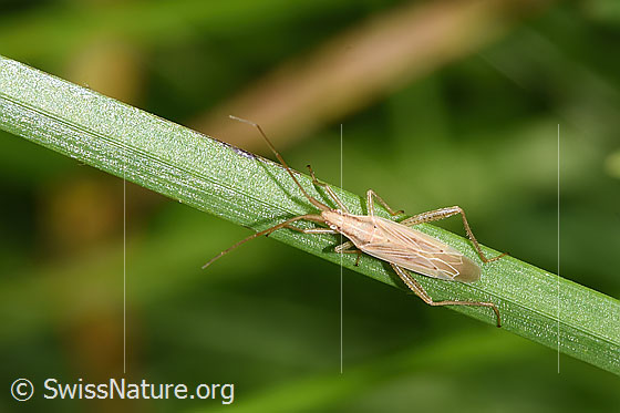 Stenodema laevigata
