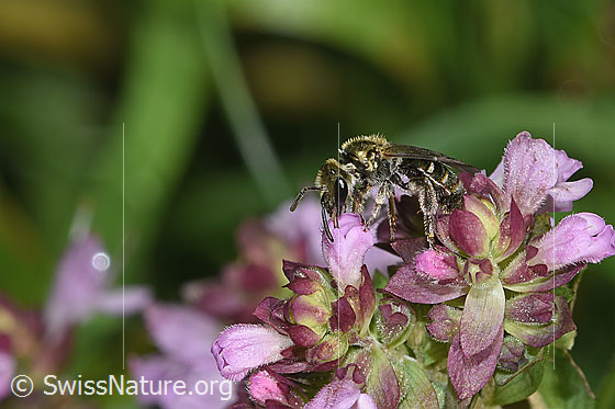 Photo: Lasioglossum morio on Origanum vulgare. Length 6mm. Female. View from the side.