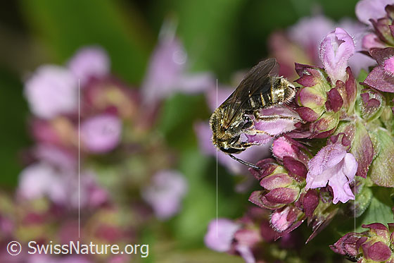 Foto: Dunkelgrüne Schmalbiene (Lasioglossum morio) auf Echtem Dost (Origanum vulgare). Länge 6mm. Weibchen. Ansicht von seitlich oben.