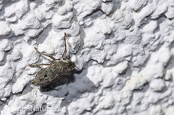 Photo: Issus coleoptratus. Body length 7mm. View from the side above.