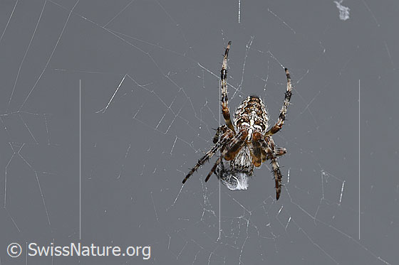 Foto: Gartenkreuzspinne (Araneus diadematus). Ansicht von oben.