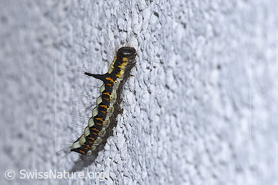 Pfeileule Raupe (Acronicta psi)