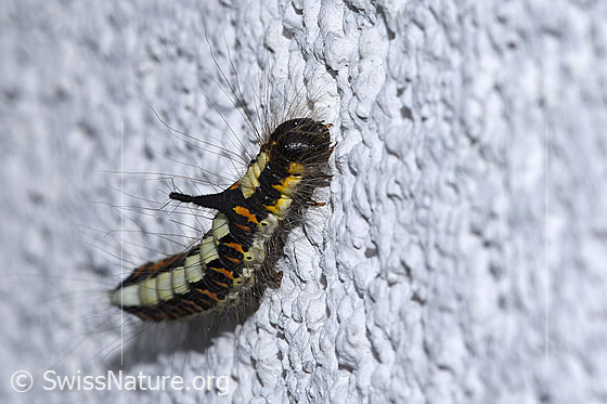 Photo: Caterpillar of Acronicta psi. View from the front top side..