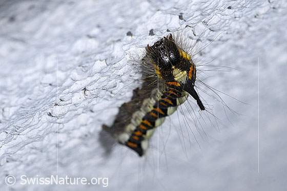 Photo: Caterpillar of Acronicta psi. View from the front.