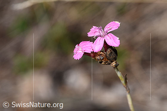 Foto: Gewöhnliche Kartäuser-Nelke (Dianthus carthusianorum). Blüte.