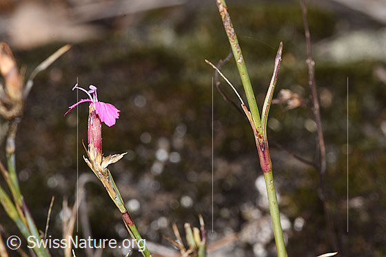 Foto: Gewöhnliche Kartäuser-Nelke (Dianthus carthusianorum). Blüte, Stängel und Stängelblatt.
