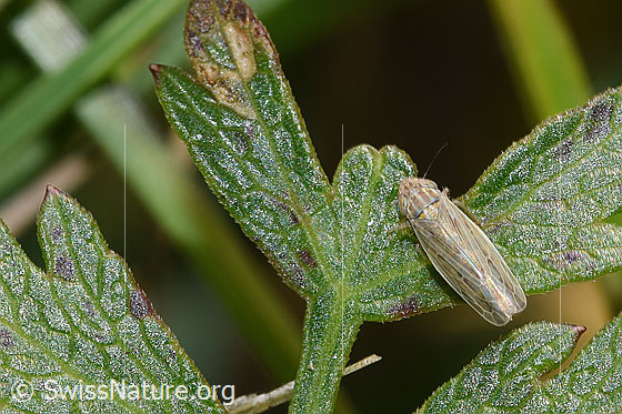 Foto: Wahrscheinlich Kandelabergraszirpe (Arocephalus longiceps). Länge 3.4 - 4.2mm. Ansicht von oben.