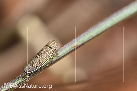 Foto: Wahrscheinlich Kandelabergraszirpe (Arocephalus longiceps). Länge 3.4 - 4.2mm. Ansicht von schräg oben.