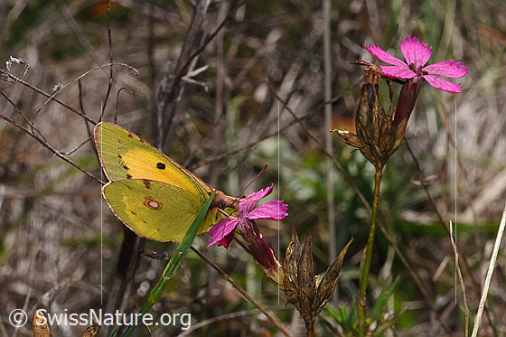 Foto: Postillon (Colias crocea) an Gewöhnlicher Kartäuser-Nelke (Dianthus carthusianorum). Flügel geschlossen. Ansicht von seitlich vorne.