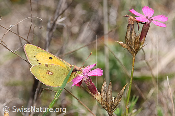 Foto: Postillon (Colias crocea) an Gewöhnlicher Kartäuser-Nelke (Dianthus carthusianorum). Flügel geschlossen. Ansicht von seitlich vorne.
