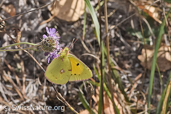 Foto: Postillon (Colias crocea) an Gemeiner Skabiose (Scabiosa columbaria). Flügel geschlossen. Ansicht von der Seite.
