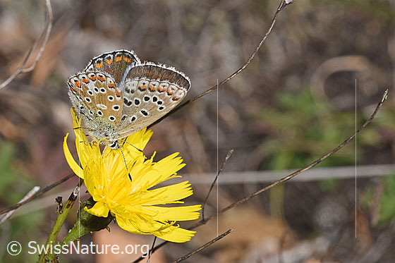 Foto: Wahrscheinlich Hauhechelbläuling (Polyommatus icarus) auf Doldigem Habichtskraut (Hieracium umbellatum). Weibchen. Flügel geschlossen. Ansicht von der Seite.