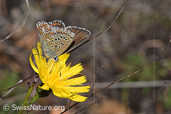 Foto: Wahrscheinlich Hauhechelbläuling (Polyommatus icarus) auf Doldigem Habichtskraut (Hieracium umbellatum). Weibchen. Flügel wenig geöffnet. Ansicht von seitlich oben.