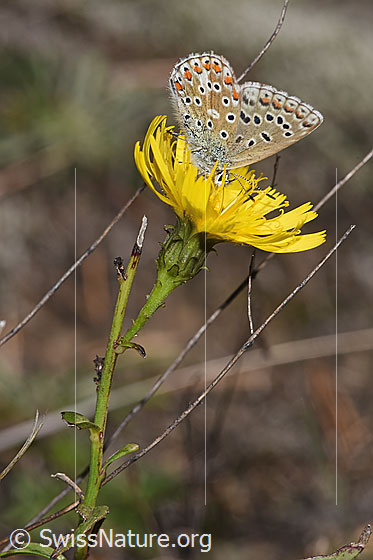 Foto: Wahrscheinlich Doldiges Habichtskraut (Hieracium umbellatum). Blüte und Stängel. Ansicht von der Seite. Auf der Blüte sitzt ein Hauhechelbläuling (Polyommatus icarus).