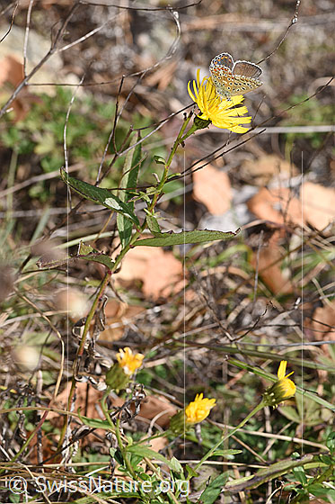 Foto: Wahrscheinlich Doldiges Habichtskraut (Hieracium umbellatum). Ganze Pflanze (Habitus).