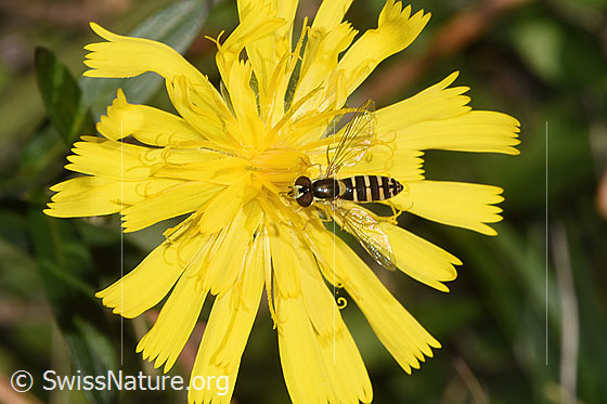 Foto: Gemeine Langbauchschwebfliege (Xylota segnis) auf Doldigem Habichtskraut (Hieracium umbellatum). Flügel geöffnet. Ansicht von oben.