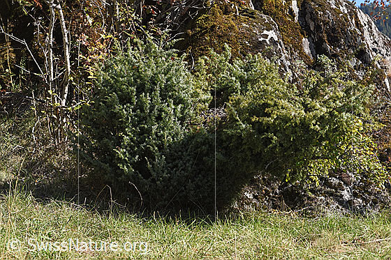 Foto: Gemeiner Wacholder (Juniperus communis). Ganze Pflanze (Habitus).
