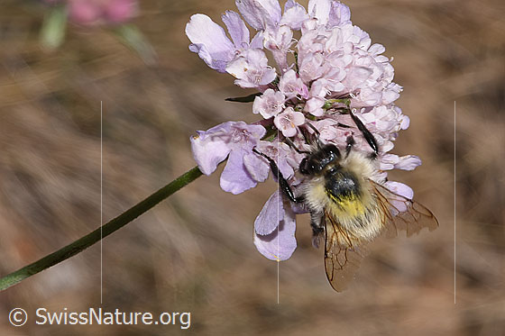 Foto: Bunte Hummel (Bombus sylvarum). Länge 10 - 18mm. Wird auch Bunthummel oder Waldhummel genannt. Ansicht von oben.