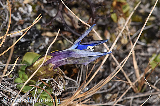 Foto: Schleichers Enzian (Gentiana schleicheri). Ganze Pflanze (Habitus).