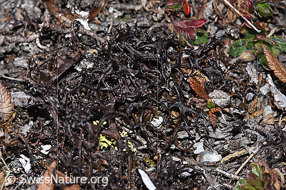 Foto: Stachel-Hornflechte (Cetraria aculeata).