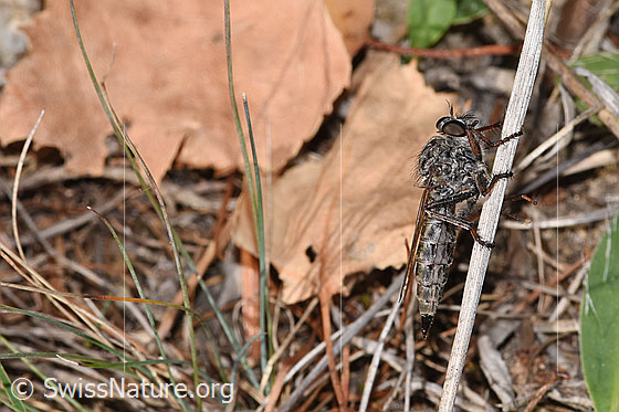 Foto: Wahrscheinlich Kleine Raubfliege (Tolmerus pyragra). Länge 11 - 14mm. Weibchen. Ansicht von der Seite.