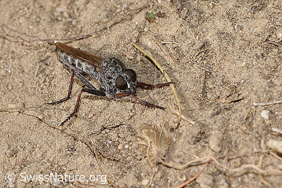 Foto: Wahrscheinlich Kleine Raubfliege (Tolmerus pyragra). Länge 11 - 14mm. Weibchen. Ansicht von seitlich vorne.