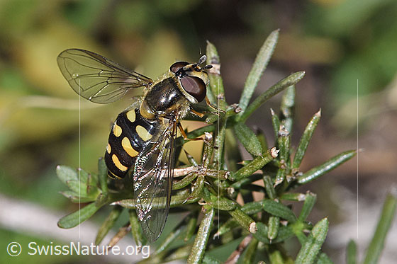 Foto: Mondfleck-Feldschwebfliege (Eupeodes luniger). Länge 9 - 12mm. Weibchen. Ansicht von schräg oben.