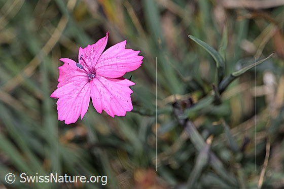 Foto: Gewöhnliche Kartäuser-Nelke (Dianthus carthusianorum). Blüte.