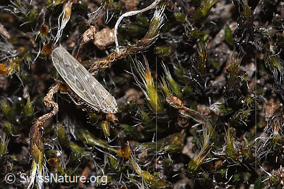 Foto: Wahrscheinlich Kandelabergraszirpe (Arocephalus longiceps). Länge 4mm. Ansicht von schräg oben.