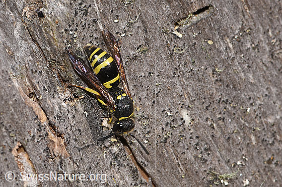 Foto: Wahrscheinlich Schwarzfühler-Hakenwespe (Ancistrocerus nigricornis). Länge 12mm. Weibchen. Ansicht von oben.