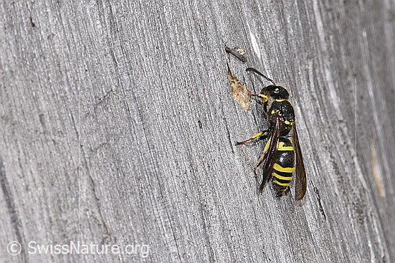 Foto: Wahrscheinlich Schwarzfühler-Hakenwespe (Ancistrocerus nigricornis). Länge 12mm. Weibchen. Ansicht von seitlich oben.