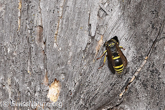 Foto: Wahrscheinlich Schwarzfühler-Hakenwespe (Ancistrocerus nigricornis). Länge 12mm. Weibchen. Ansicht von oben.