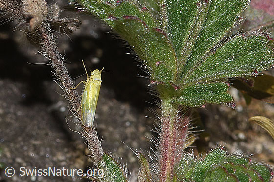 Foto: Wahrscheinlich Schwefelblattzikade (Emelyanoviana mollicula). Ansicht von seitlich oben.