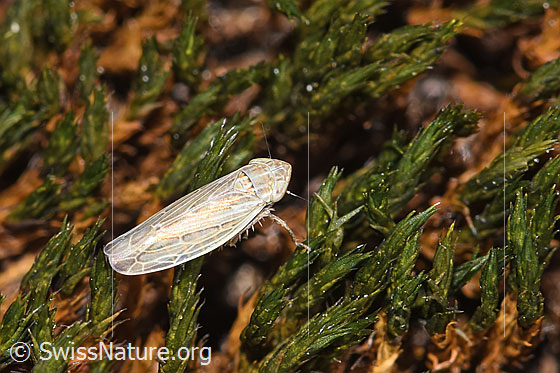 Foto: Wahrscheinlich Kandelabergraszirpe (Arocephalus longiceps). Länge 3.4 - 4.2mm. Ansicht von oben.