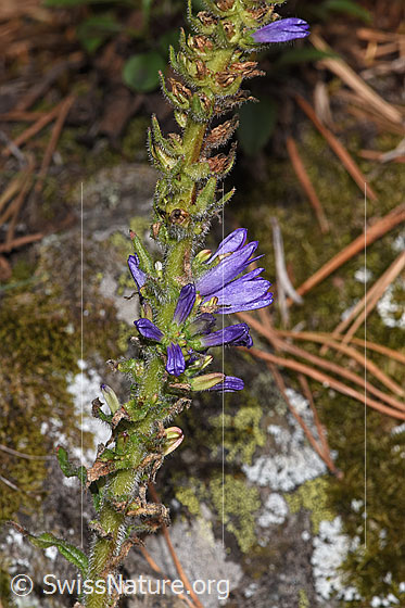 Foto: Ährige Glockenblume (Phyteuma spicatum). Kurz vor dem Verblühen.