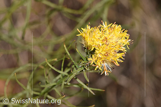 Gold-Aster (Aster linosyris)
