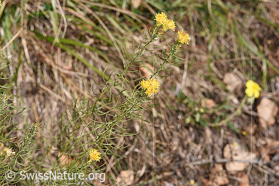 Foto: Gold-Aster (Aster linosyris). Ganze Pflanze (Habitus). Höhe: 38cm.