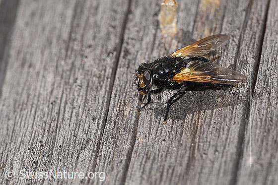 Foto: Rinderfliege (Mesembrina meridiana). Länge 9 - 13mm. Weibchen. Ansicht von seitlich oben.