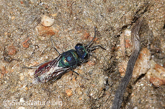 Foto: Wahrscheinlich Chrysis rutiliventris (Goldwespe aus der Chrysis Ignita-Gruppe). Länge 5 - 8mm. Ansicht von oben.