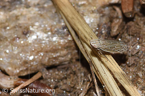 Foto: Wahrscheinlich Kandelabergraszirpe (Arocephalus longiceps). Länge 3.4 - 4.2mm. Ansicht von schräg oben.