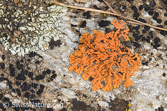 Zierliche Gelbflechte (Xanthoria elegans)