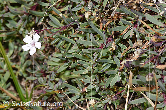 Foto: Kriechendes Gipskraut (Gypsophila repens). Ganze Pflanze (Habitus).
