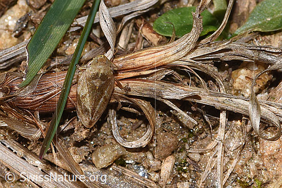 Foto: Wiesenschaumzikade (Philaenus spumarius). Länge: 5.5mm. Ansicht von oben.