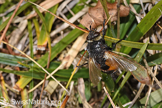 Foto: Wahrscheinlich Nowickia ferox (Raupenfliege). Länge 13 - 16mm. Ansicht von vorne oben.