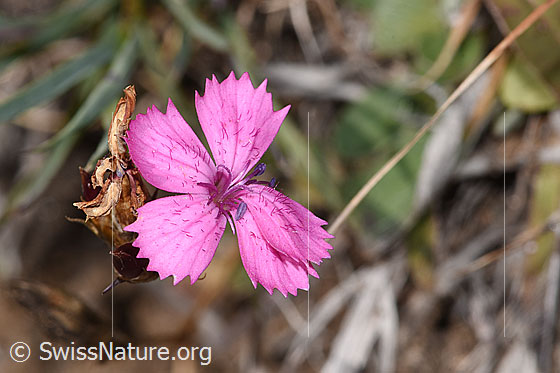 Photo: Dianthus carthusianorum. Blossom.