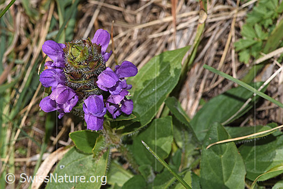 Foto: Grossblütige Brunelle (Prunella grandiflora). Blütenstand.